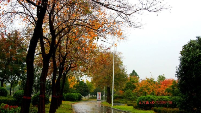 詩情畫意！秋冬之交一場雨 別樣周口落葉美