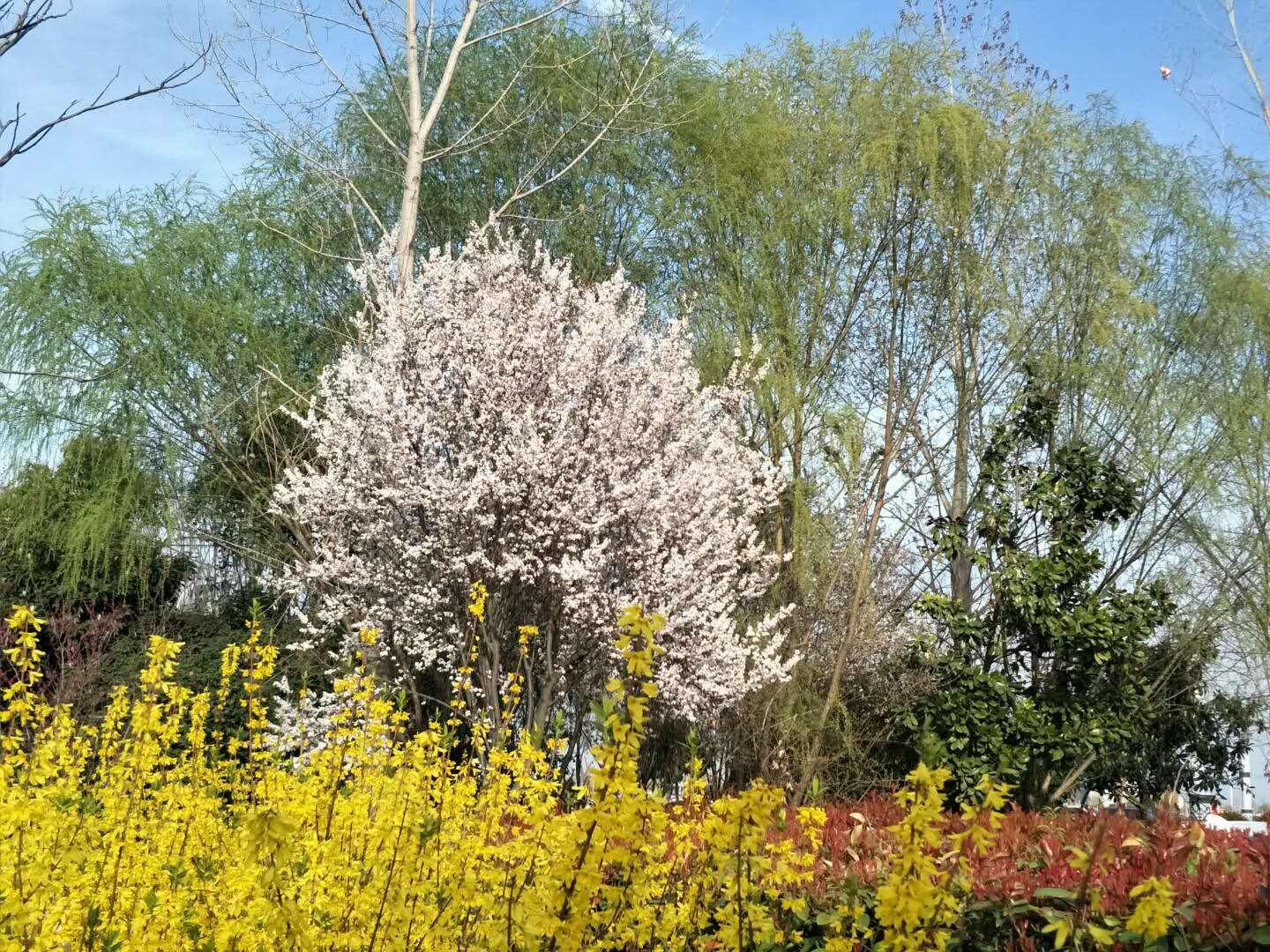 春天里，我們一起來看花