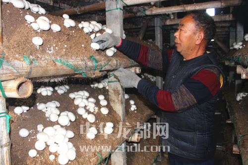 周口項城：食用菌種植基地內(nèi)，工人正在查看雙孢菇長勢